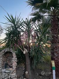 Yucca Pianta albero tronchetto felicità