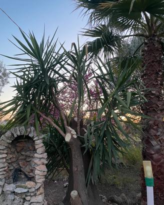 Yucca Pianta albero tronchetto felicità