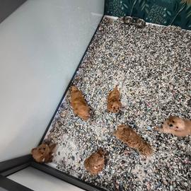 Barboncino mini Toy albicocca 2F 1M anche a rate
