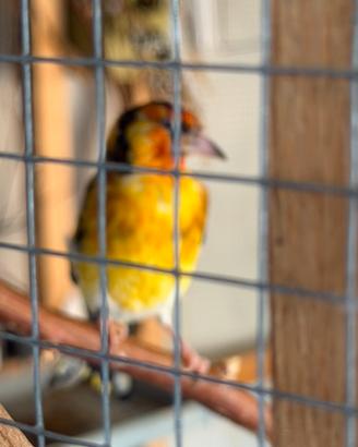 Cardellino