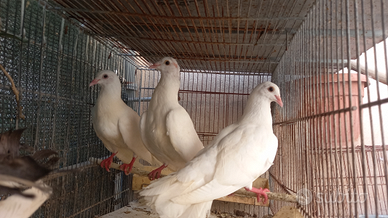 Colombe bianche