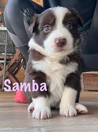 Cuccioli Pastore Australiano - Border Collie