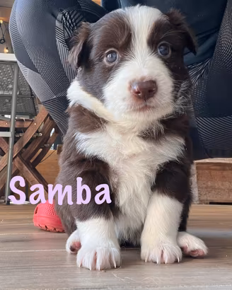 Cuccioli Pastore Australiano - Border Collie