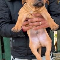 Cucciolo di American Pitbull terrier standard