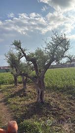 Olivi ornamentali