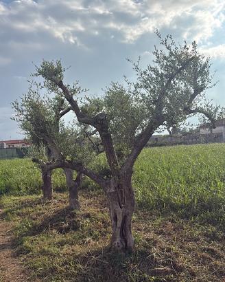 Olivi ornamentali