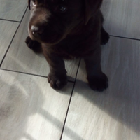 Labrador cioccolato