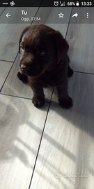 Labrador cioccolato