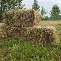 Fieno ed erba medica