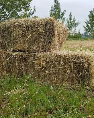 Fieno ed erba medica