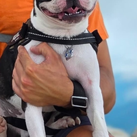 Boston Terrier Maschio per Accoppiamento