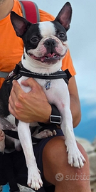 Boston Terrier Maschio per Accoppiamento