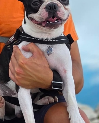 Boston Terrier Maschio per Accoppiamento