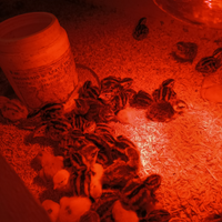 Pulcini di quaglia Jumbo