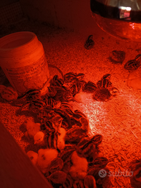 Pulcini di quaglia Jumbo