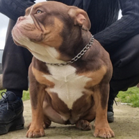 American bully