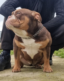 American bully