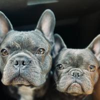 Affido responsabile Bulldog Francesi