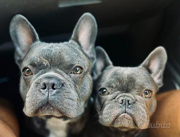 Affido responsabile Bulldog Francesi