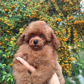 Barboncina TOY FEMMINA fulva con PEDIGREE ENCI