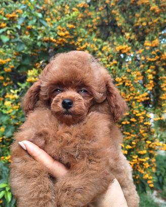 Barboncina TOY FEMMINA fulva con PEDIGREE ENCI