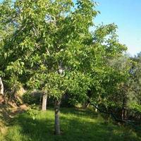 Alberi di Noce per legname o giardino
