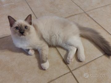 Cuccioli Ragdoll