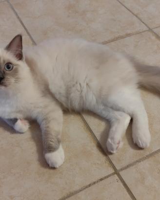 Cuccioli Ragdoll