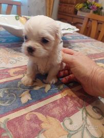 Maschietto maltese