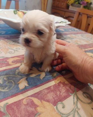 Maschietto maltese