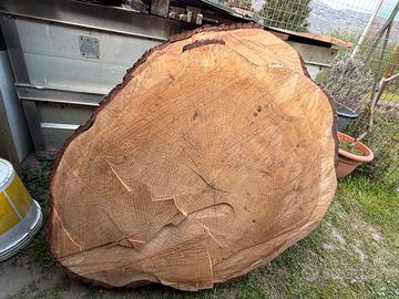 Cedro dell’Himalaya Secolare - Fetta Monumentale