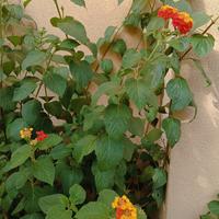 Pianta di lantana camara