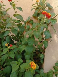 Pianta di lantana camara