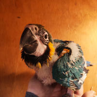 Pullo Ara Ararauna Allevato a Mano