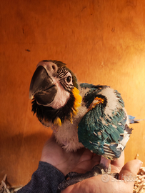 Pullo Ara Ararauna Allevato a Mano