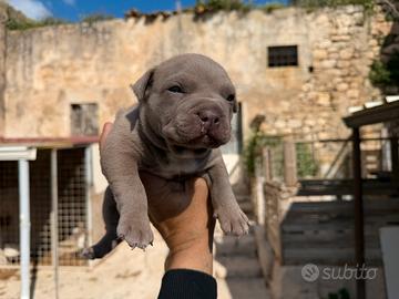 Pitbull ukc