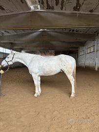 Cavallo appaloosa