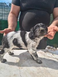 Cucciola breton