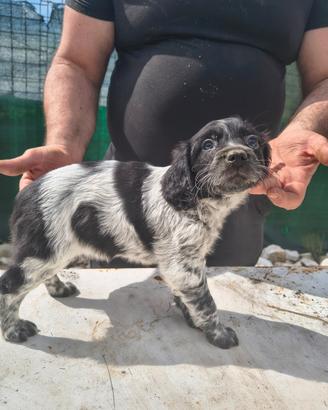 Cucciola breton