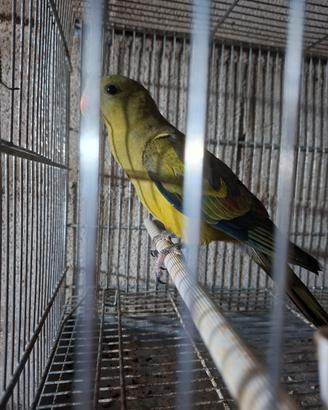 coda nera 