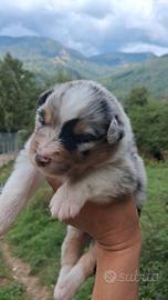Cucciolo blue merle australian shepherd pedigree