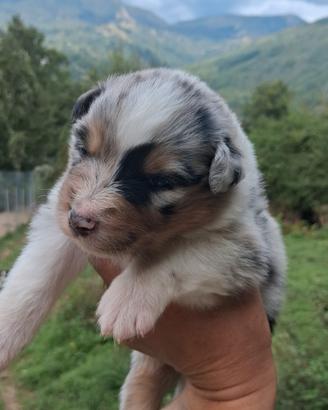 Cucciolo blue merle australian shepherd pedigree