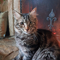 Gattino simil norvegese gratis