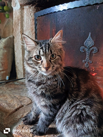 Gattino simil norvegese gratis