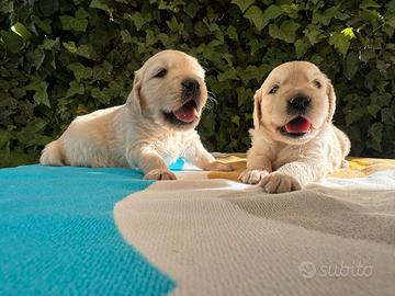 Golden retriever