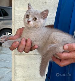 Cuccioli di british shorthair