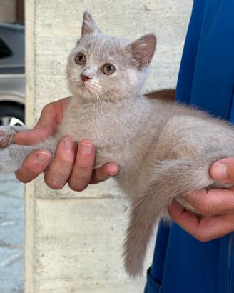 Cuccioli di british shorthair
