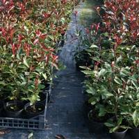 Photinia red robin 80cm