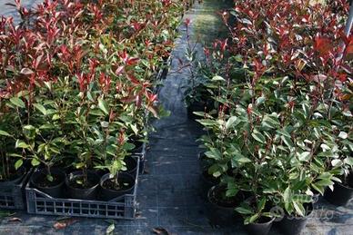 Photinia red robin 80cm