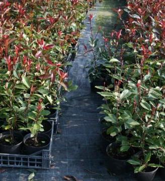 Photinia red robin 80cm